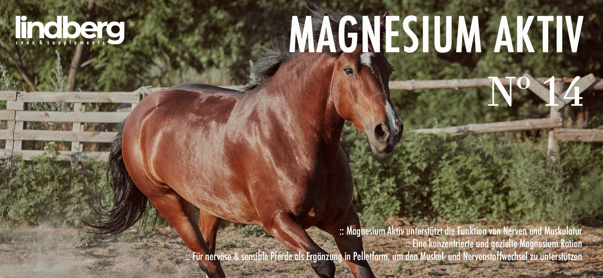 Zusatzfutter Magnesium Aktiv für Pferd & Piny