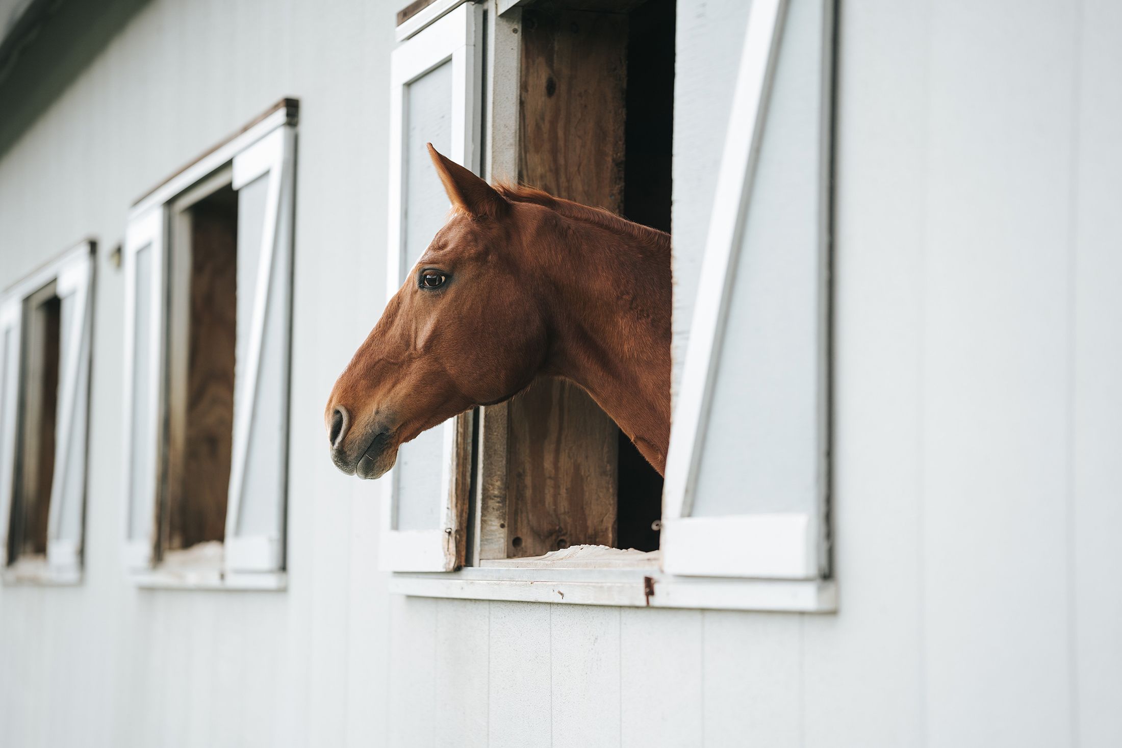Lindberg Equestrian Pony, Verkaufspony, Deutsches Reitpony